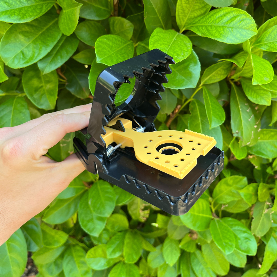 PACK COMBO DE 10: RATS + SOURIS